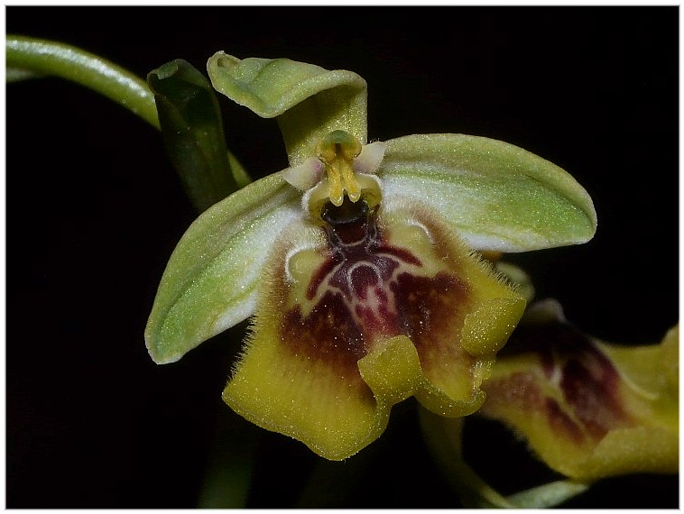 Ophrys lacaitae(con lusus)